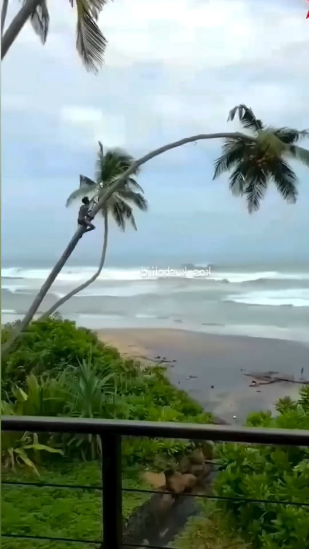 COCONUT TREE TRANSITIONAL VIRAL VIDEO