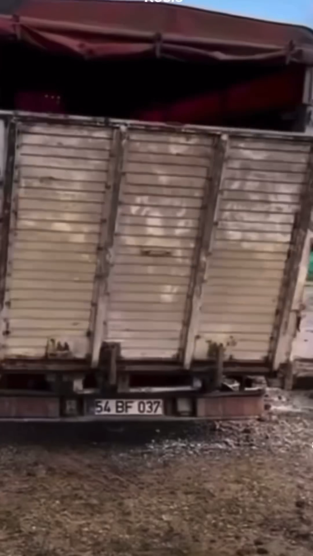 COW ROLL TRANSITIONAL VIRAL VIDEO