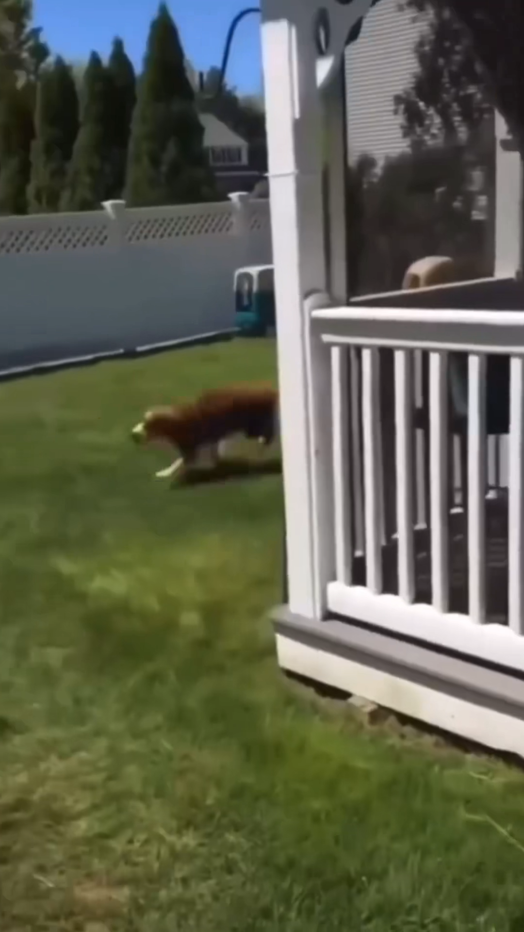 DOG SWEEP TRANSITIONAL VIRAL VIDEO