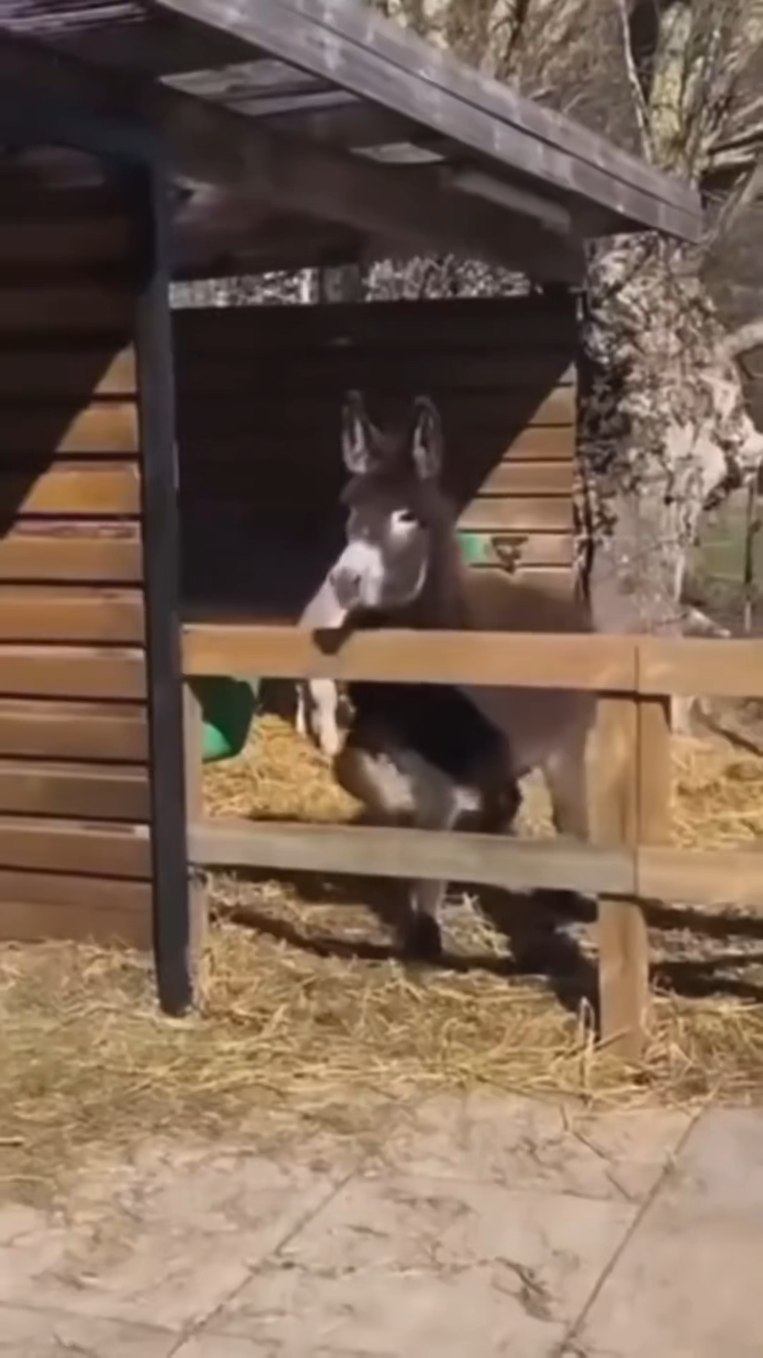 DONKEY TAKES TUMBLE TRANSITIONAL VIRAL VIDEO