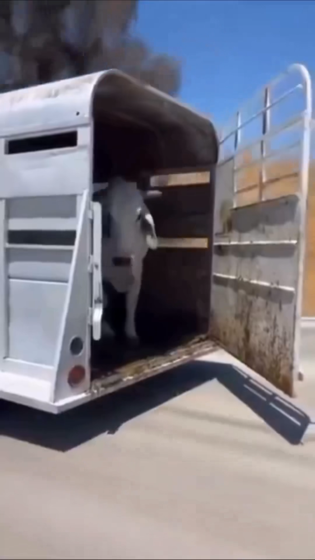 DRIVING COW TRANSITIONAL VIRAL VIDEO