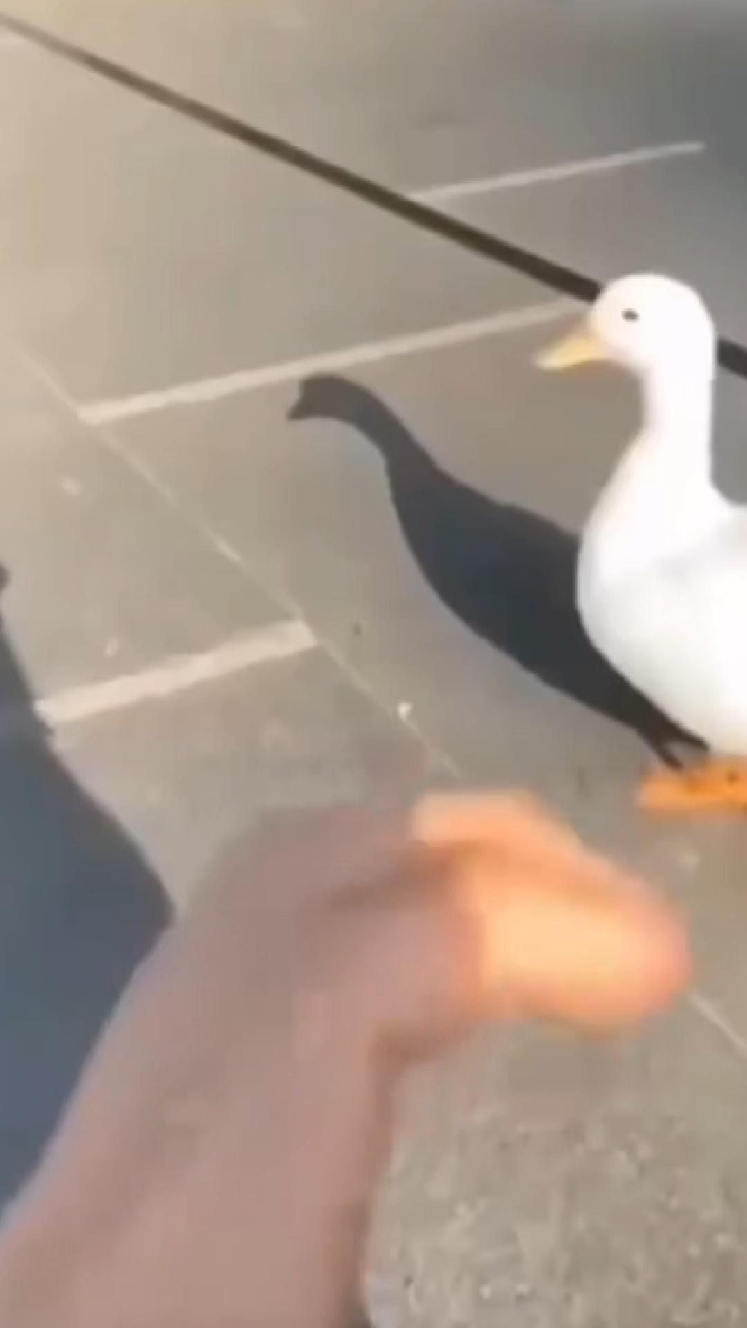 DUCK HEART TRANSITIONAL VIRAL VIDEO