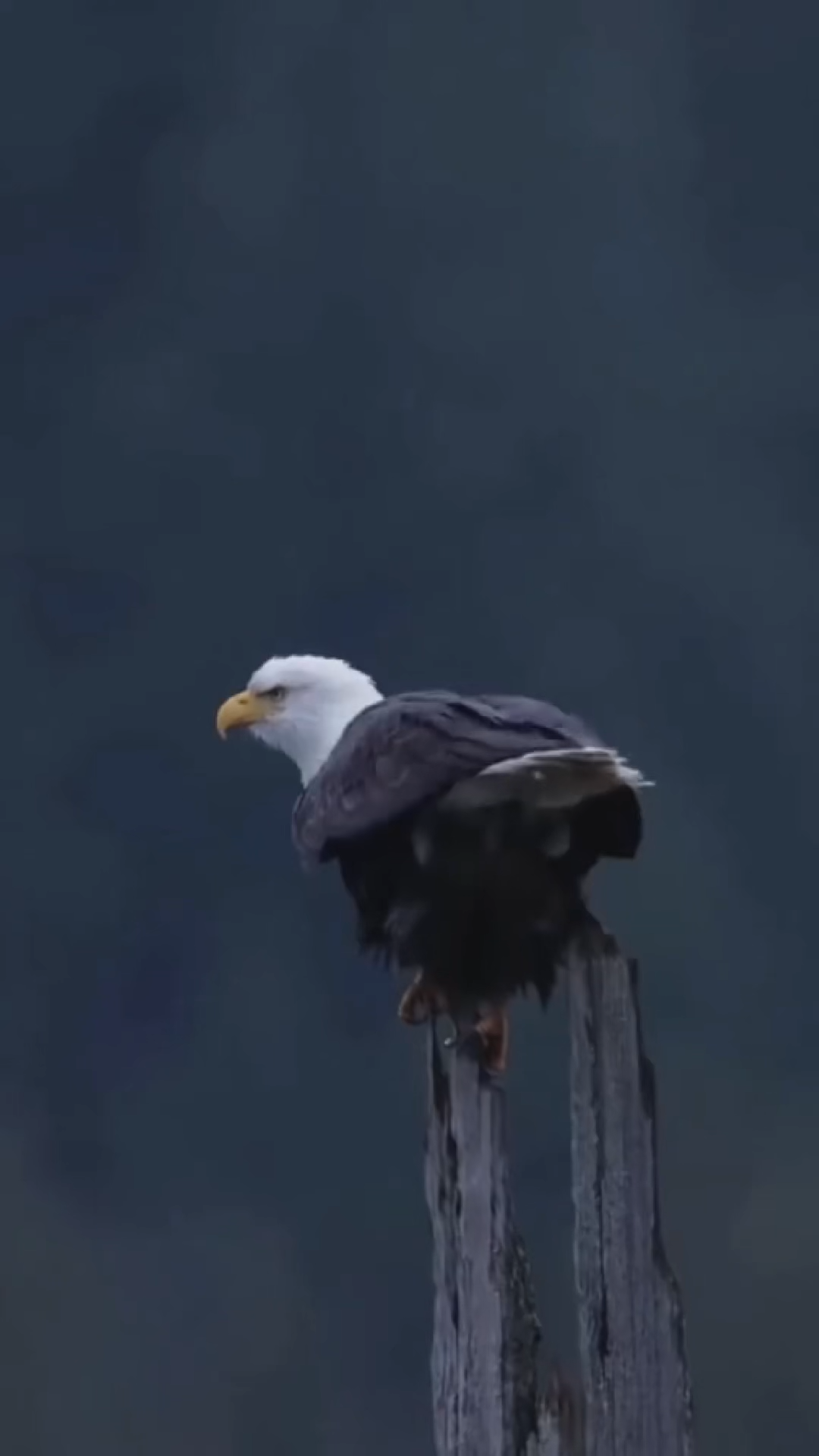 EAGLE POO TRANSITIONAL VIRAL VIDEO