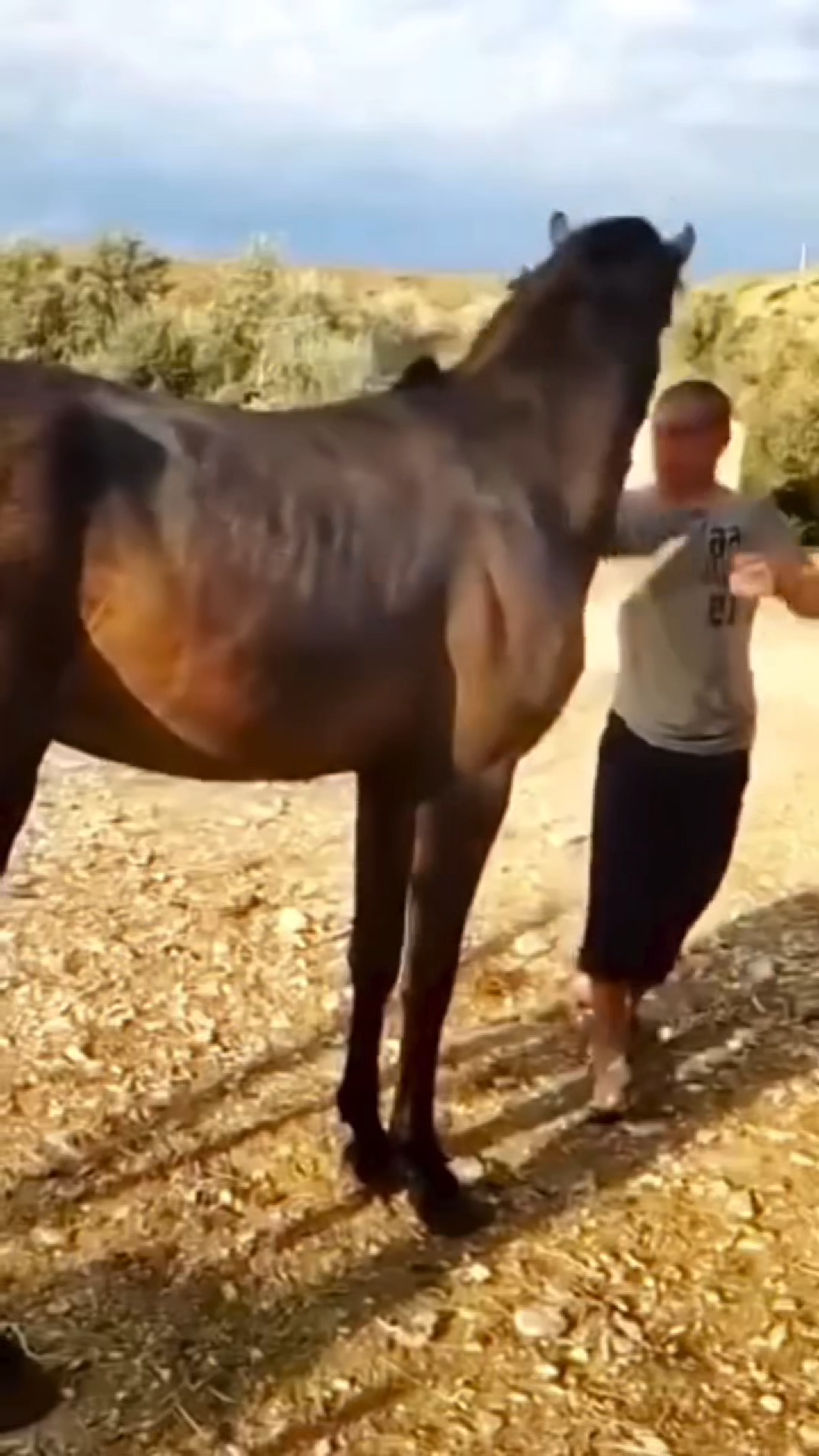 HORSE KICKER TRANSITIONAL VIRAL VIDEO