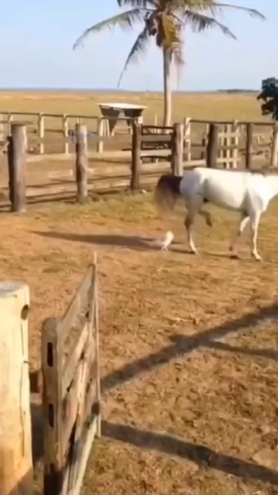 HORSE KICKS CHICKEN TRANSITIONAL VIRAL VIDEO