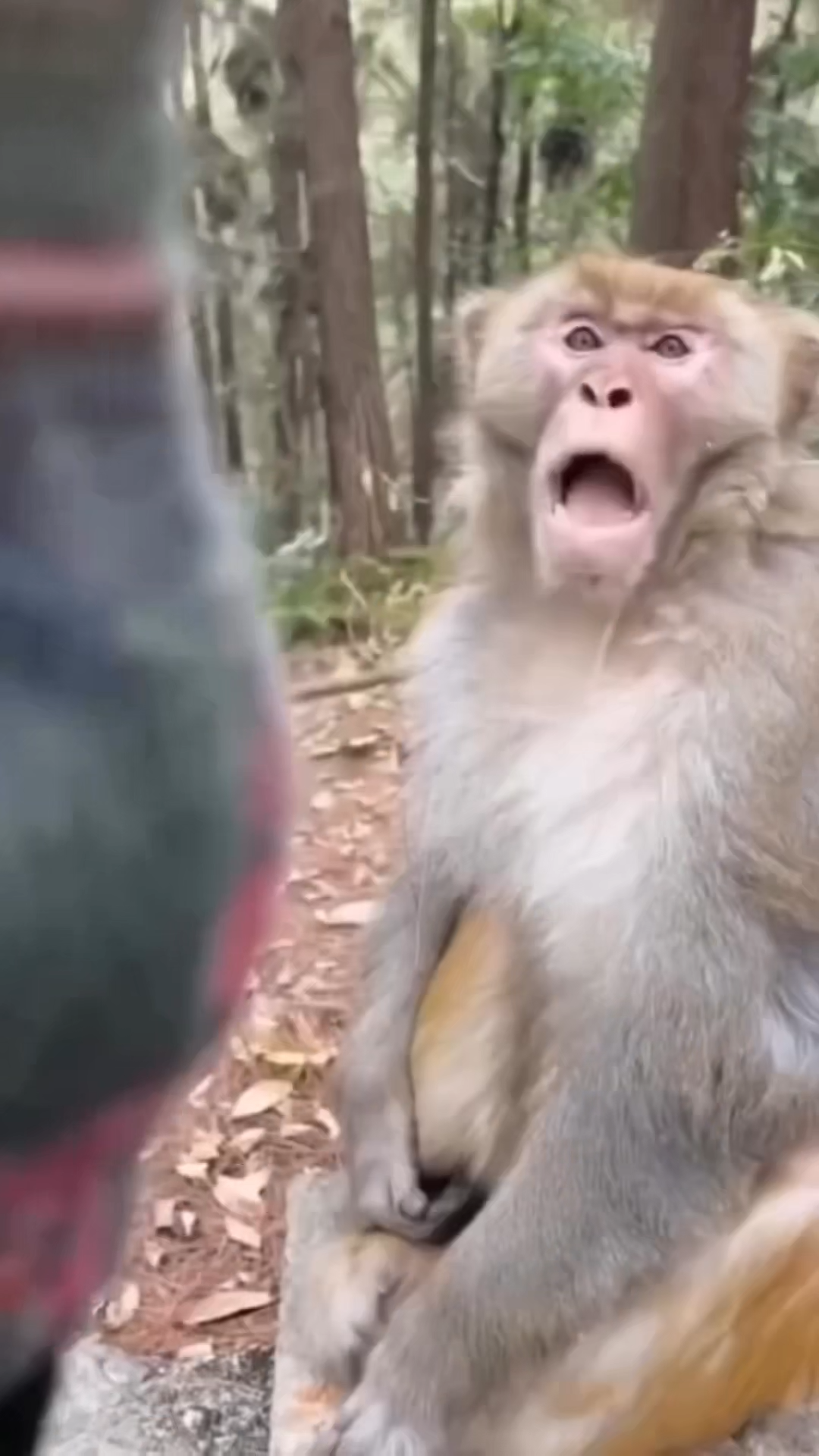 MONKEY MOUTH TARGET